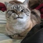 mean_cat